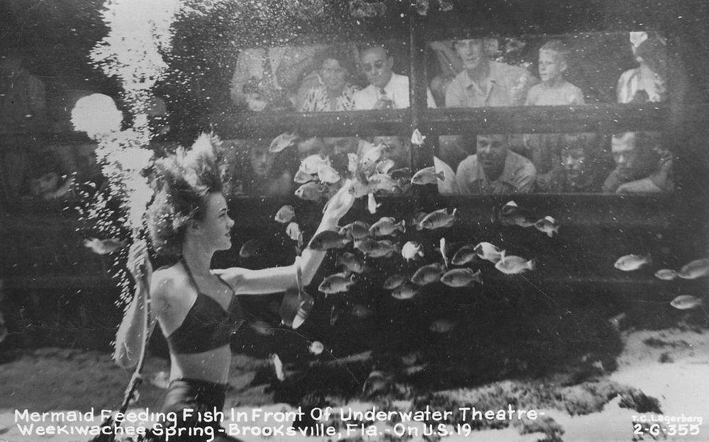 Weeki Wachee Mermaid feeds the fish, Florida, around 1949