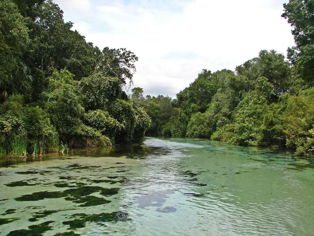 Weeki Wachee stream below the springs, Florida