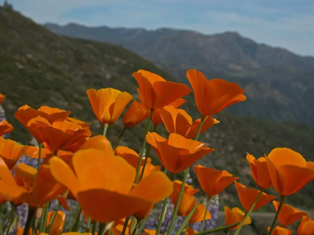 Poppy field near Figureoa Mountain.