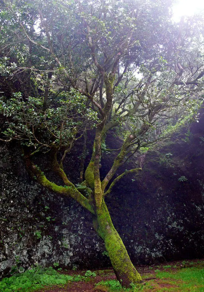Garoé - a younger tree in the site of the legendary tree, Canary Islands