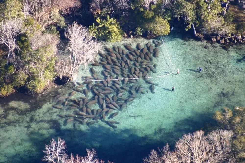 Group of manatees not too far from King's Spring