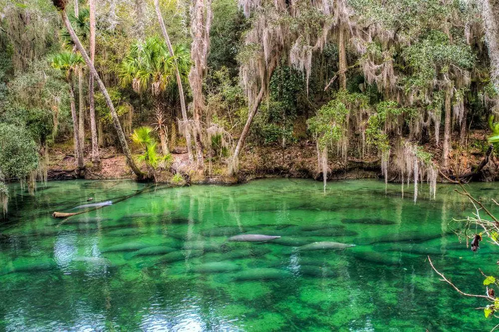 Manatees in Volusia Blue Spring