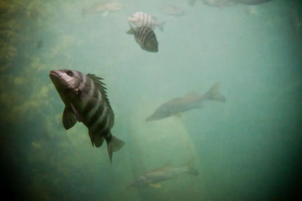Fish in Homosassa Springs