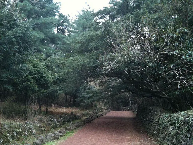 Bijarim Forest, Jeju