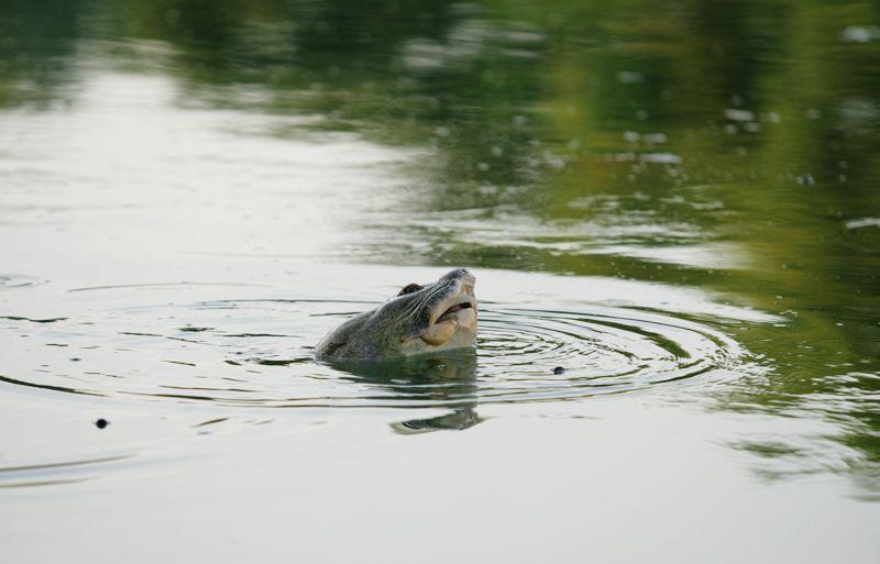 Rafetus leloii in Hoàn Kiếm Lake