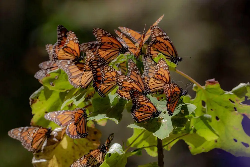 Wintering of monarch butterflies near Angangueo