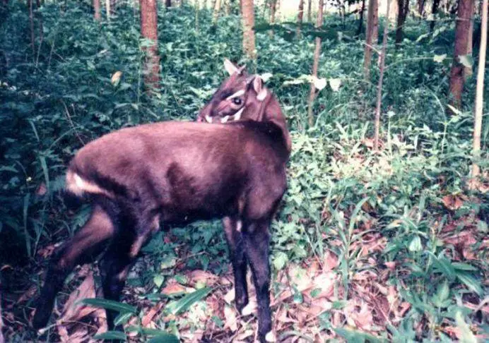 Pseudoryx nghetinhensis in Vũ Quang Nature Reserve