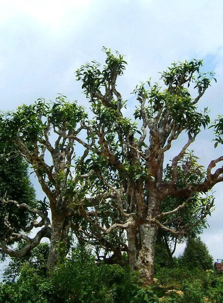 Old tea trees in Suối Giàng