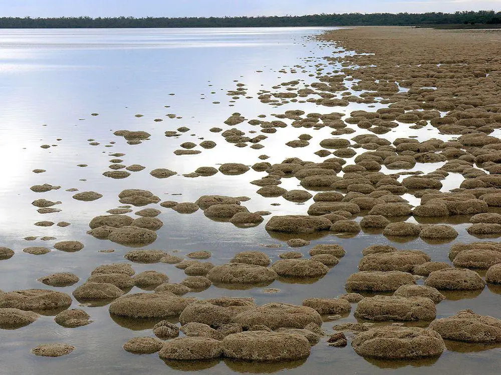 Thrombolites in Lake Clifton