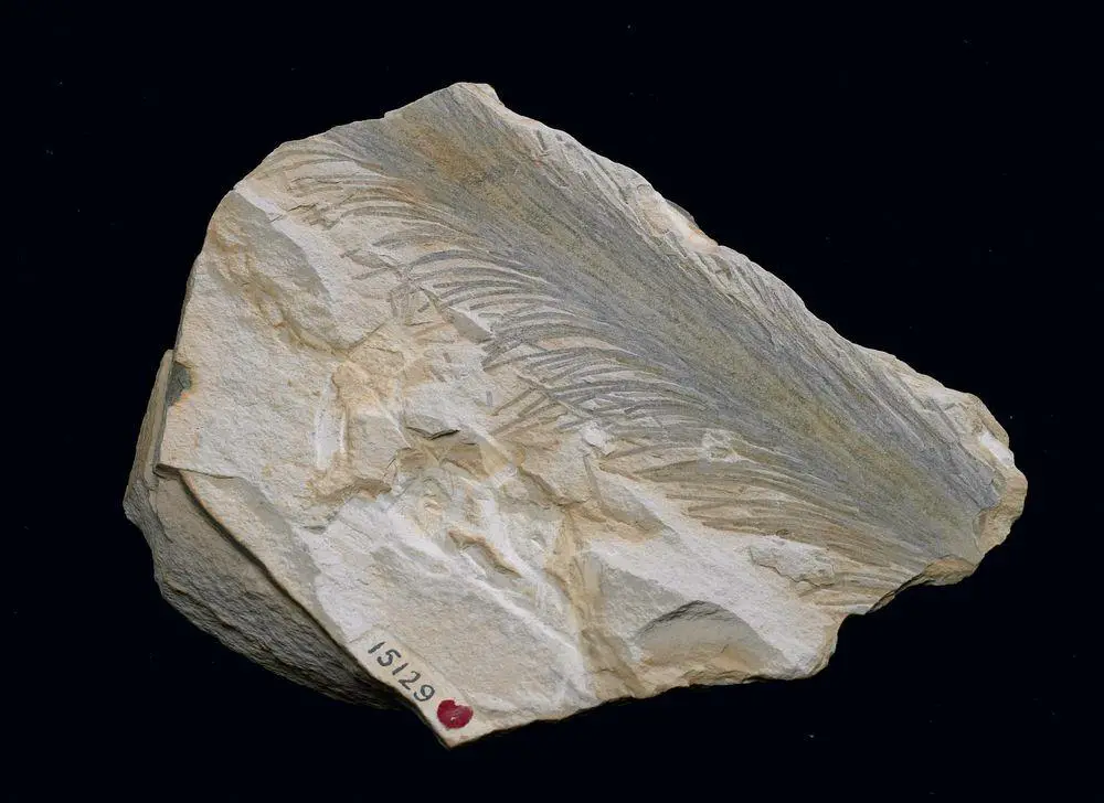 Fossil of Baragwanathia longifolia
