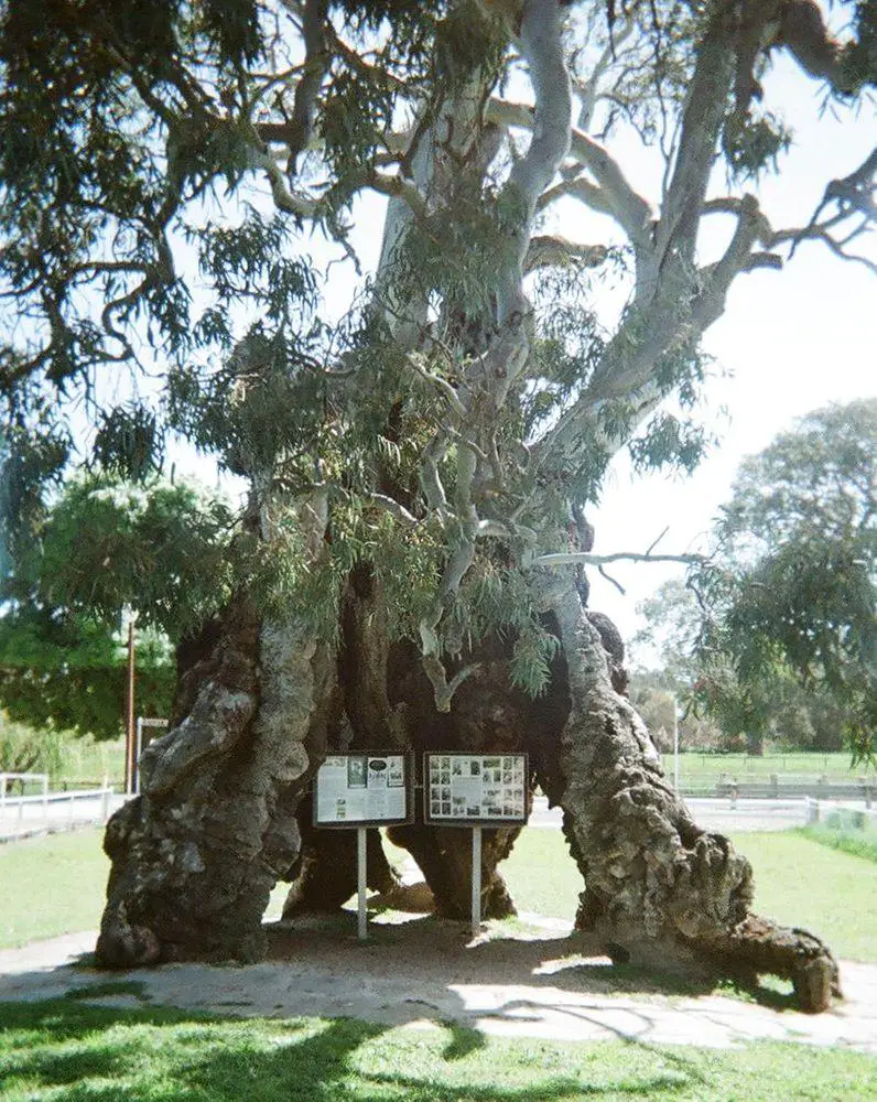 Herbig Tree