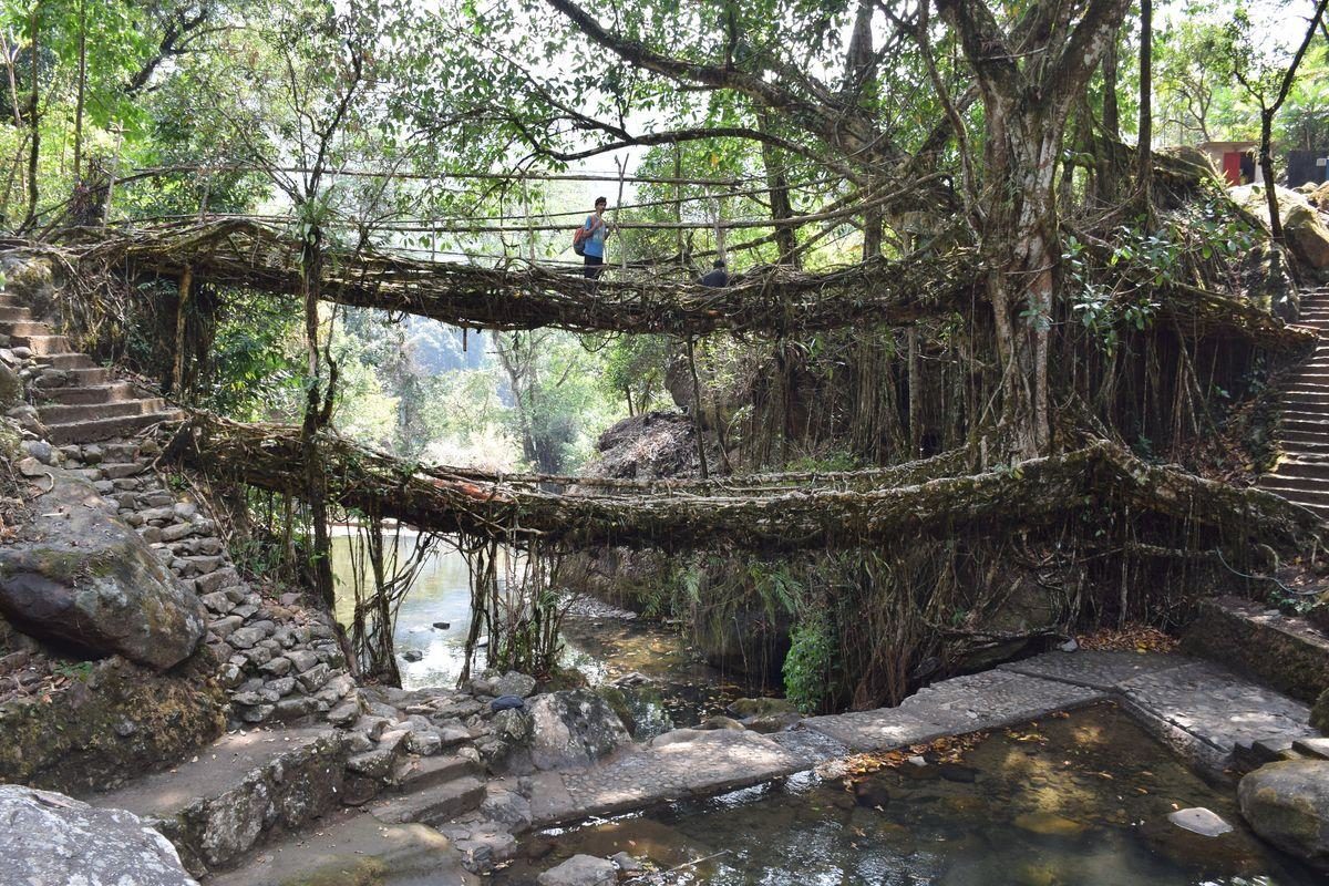 Double decker root bridge near Cherrapunji