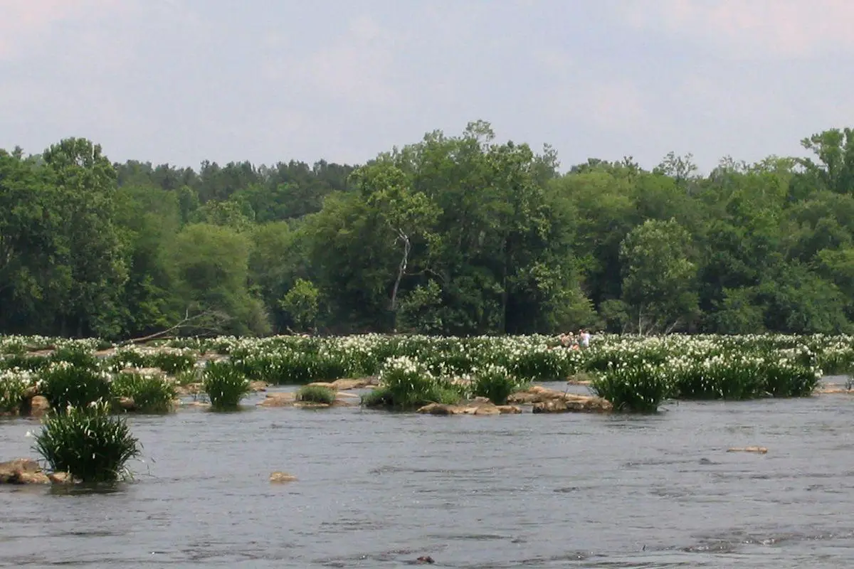 Bloom of spider lilies in Lansford Canal State Park