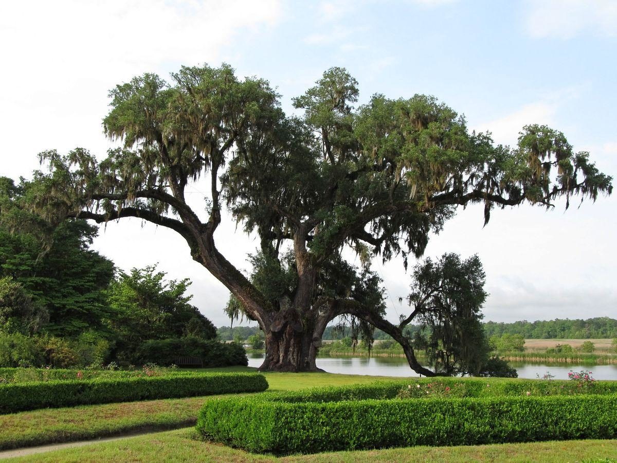 Middleton Place Garden