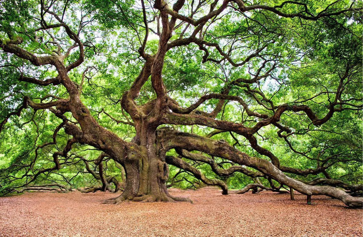 Angel Oak