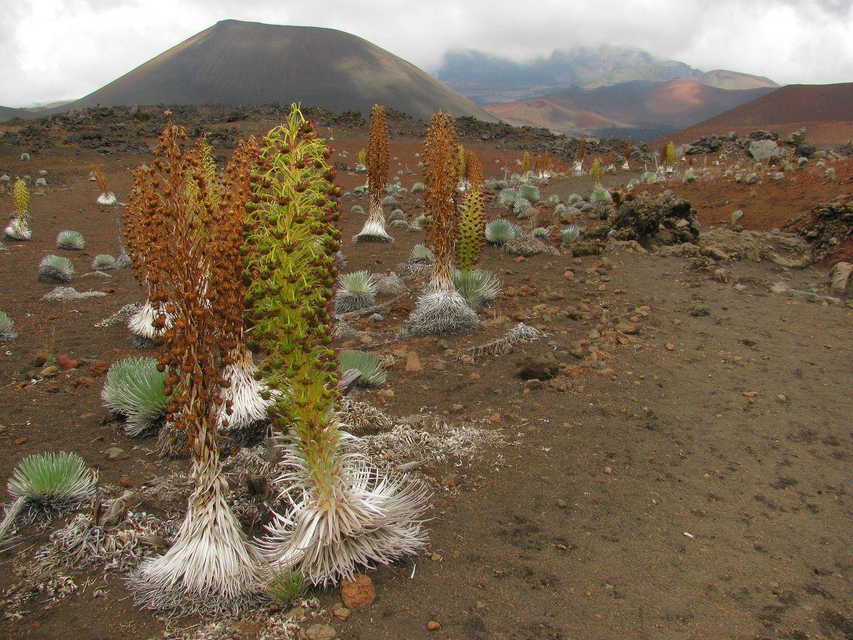 Haleakala silversword grove