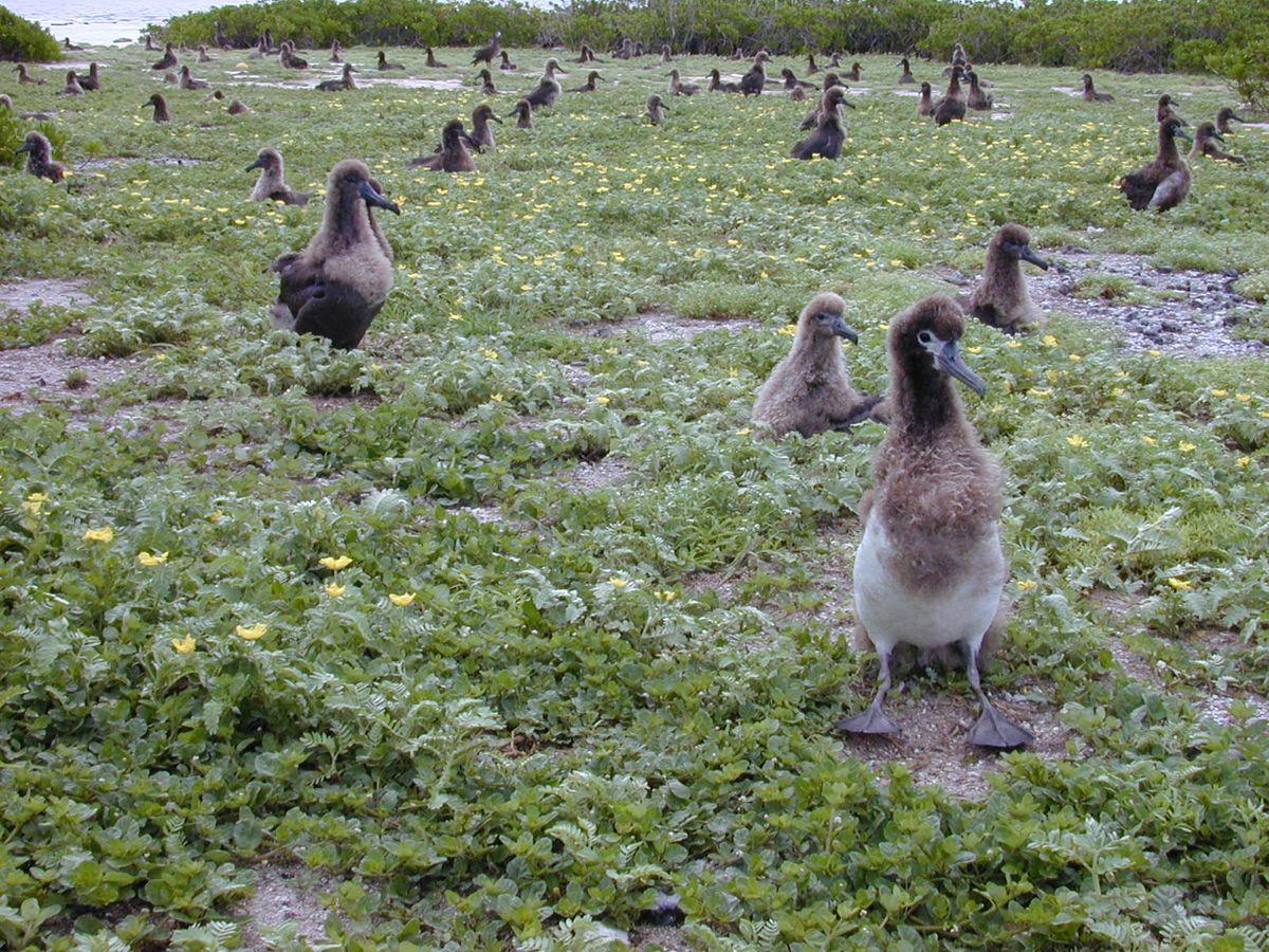Albatros chicks in Kure Atoll