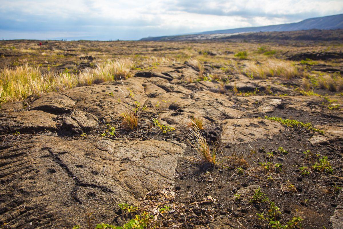 Pu`u Loa Petroglyphs