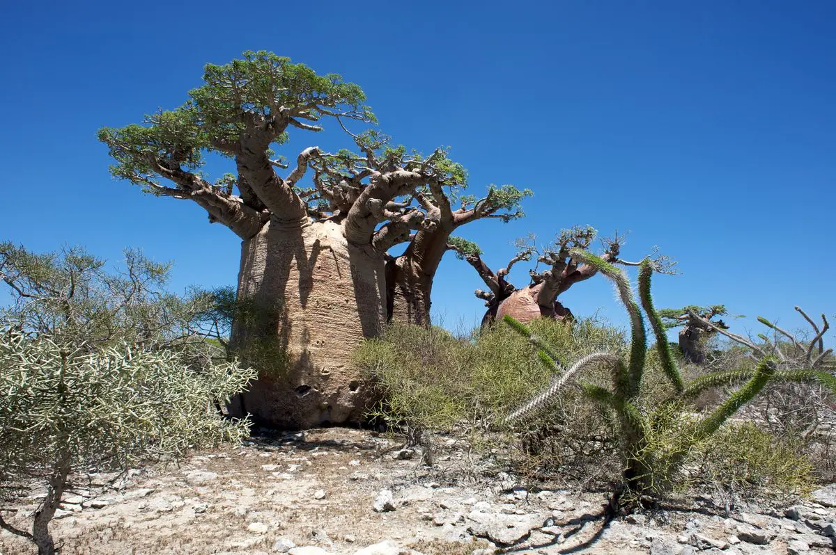 Spiny forest in the south of Madagascar