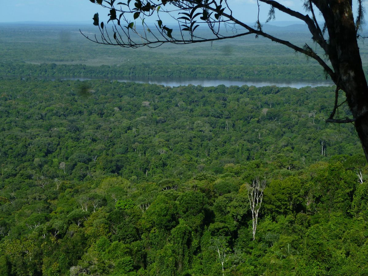 Iwokrama Forest