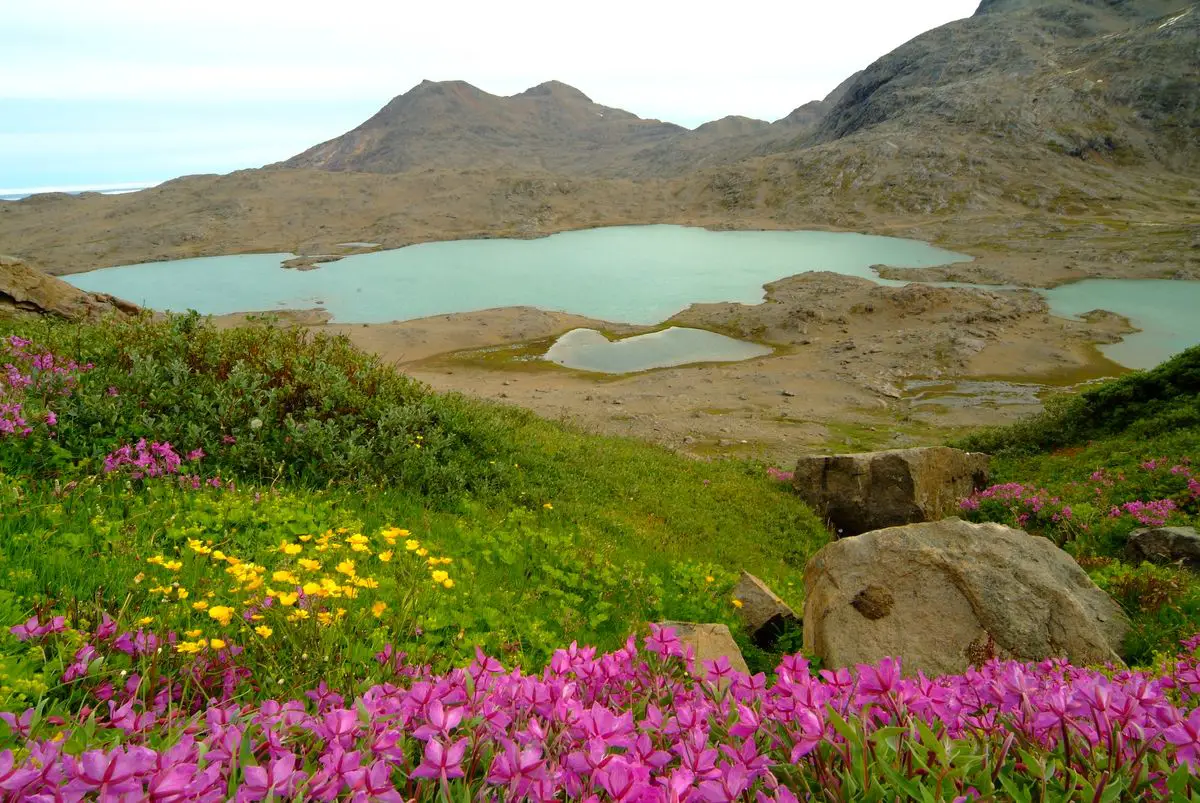 Summer in Greenland