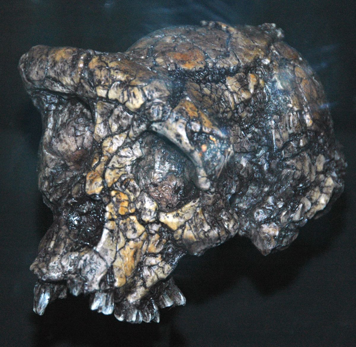 Skull of Sahelanthropus tchadensis, Djourab