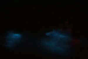 Swimmers in the Bioluminescent Bay