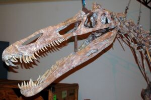 Suchomimus tenerensis dinosaur, Gadoufaoua