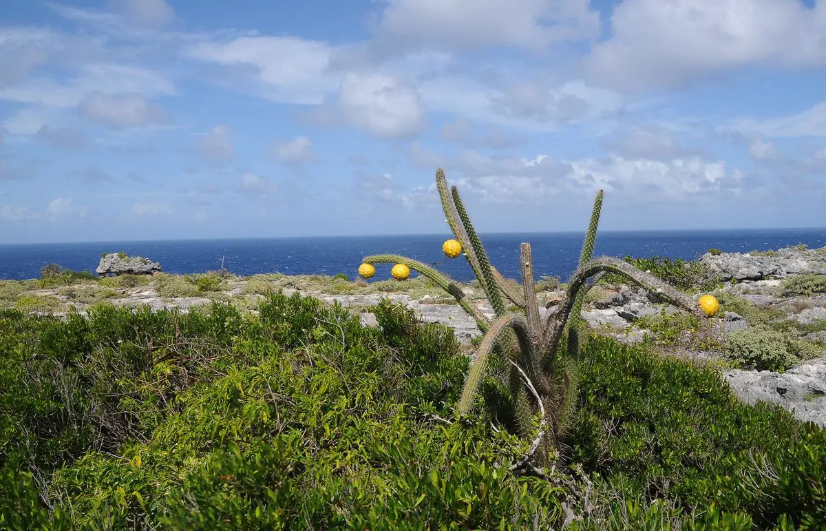 The endemic Harrisia portoricensis in Mona Island