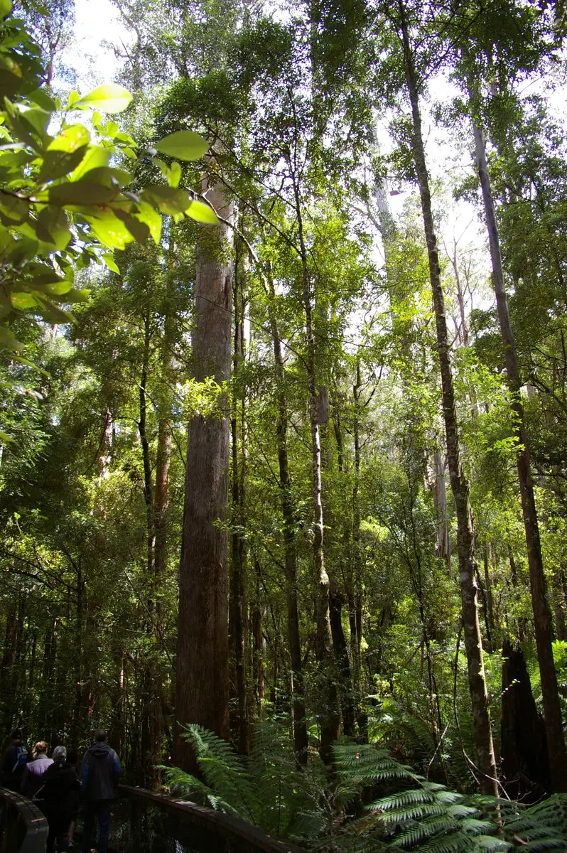 Centurion tree in the forest