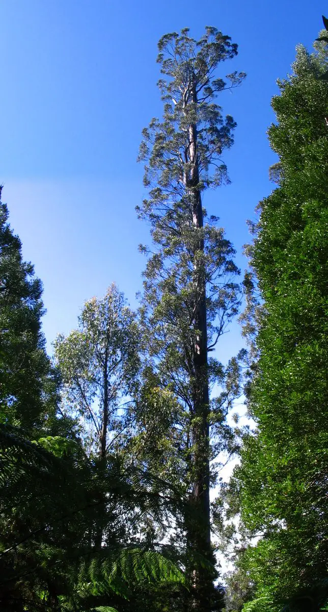 Centurion tree in 2009