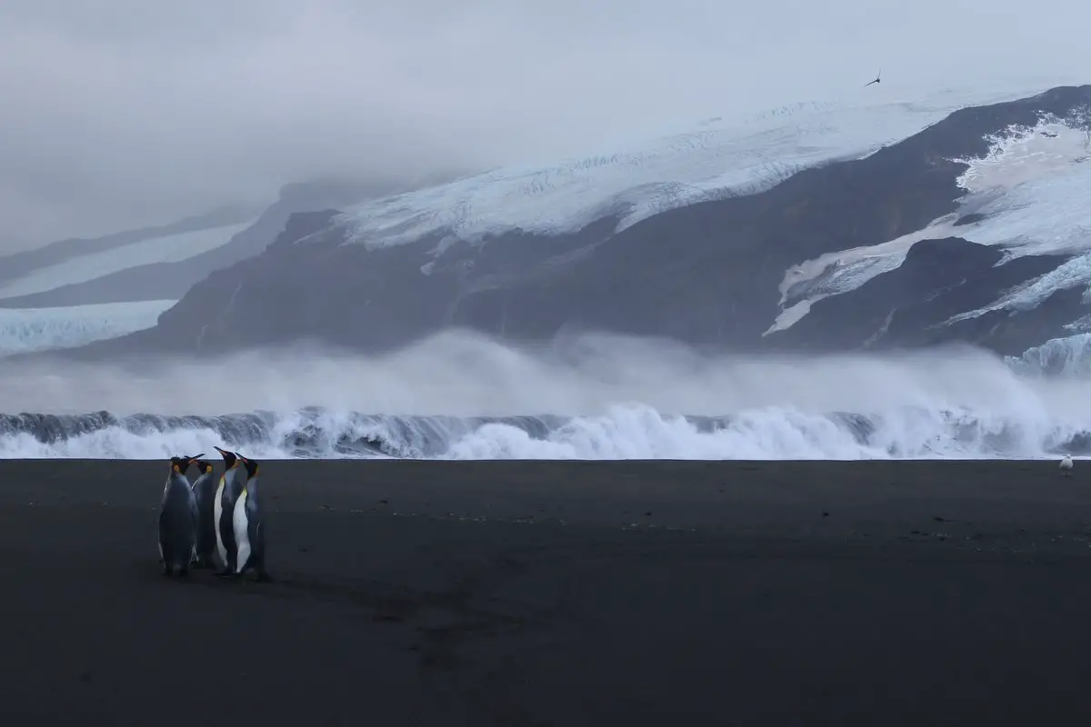 King Penguins at Corinthian Bay, Heard Island