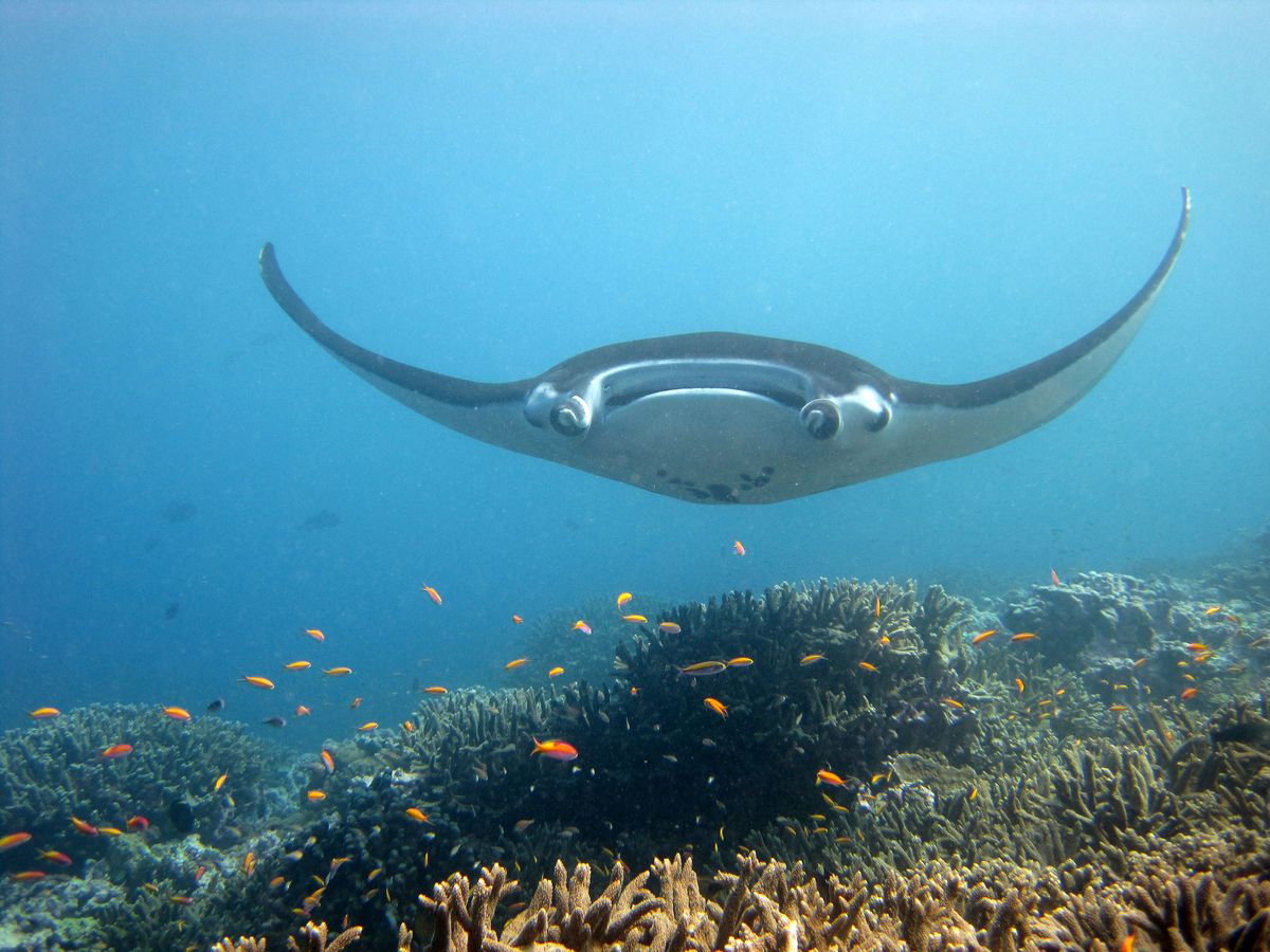 Manta ray at Howland Island