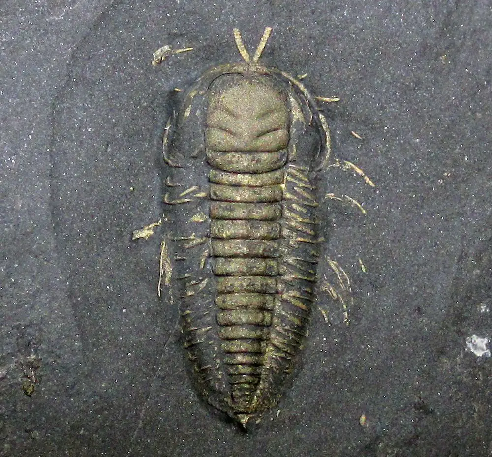 One of the famous pyritised trilobites (Triarthrus eatoni) from Beecher's Trilobite Bed, New York