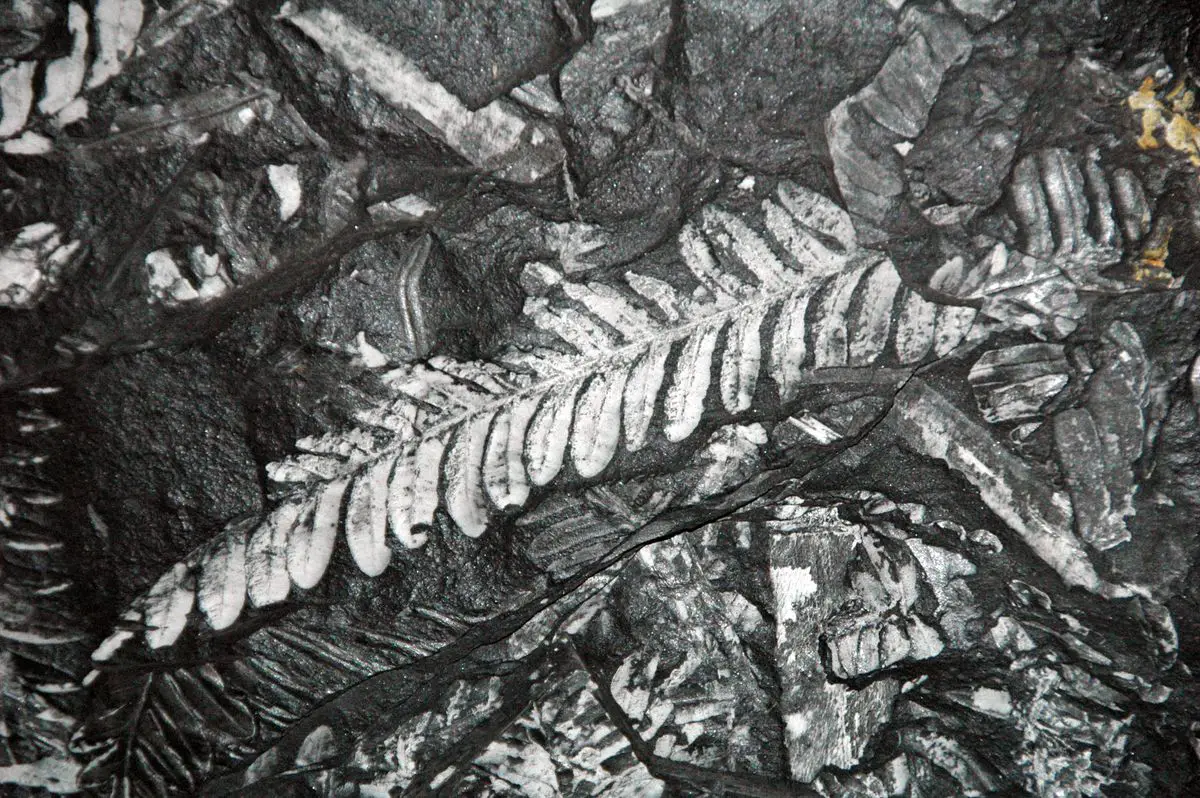 Imprint of a fossil fern in the coal