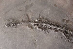 Dinosaur fossil, Monte San Giorgio