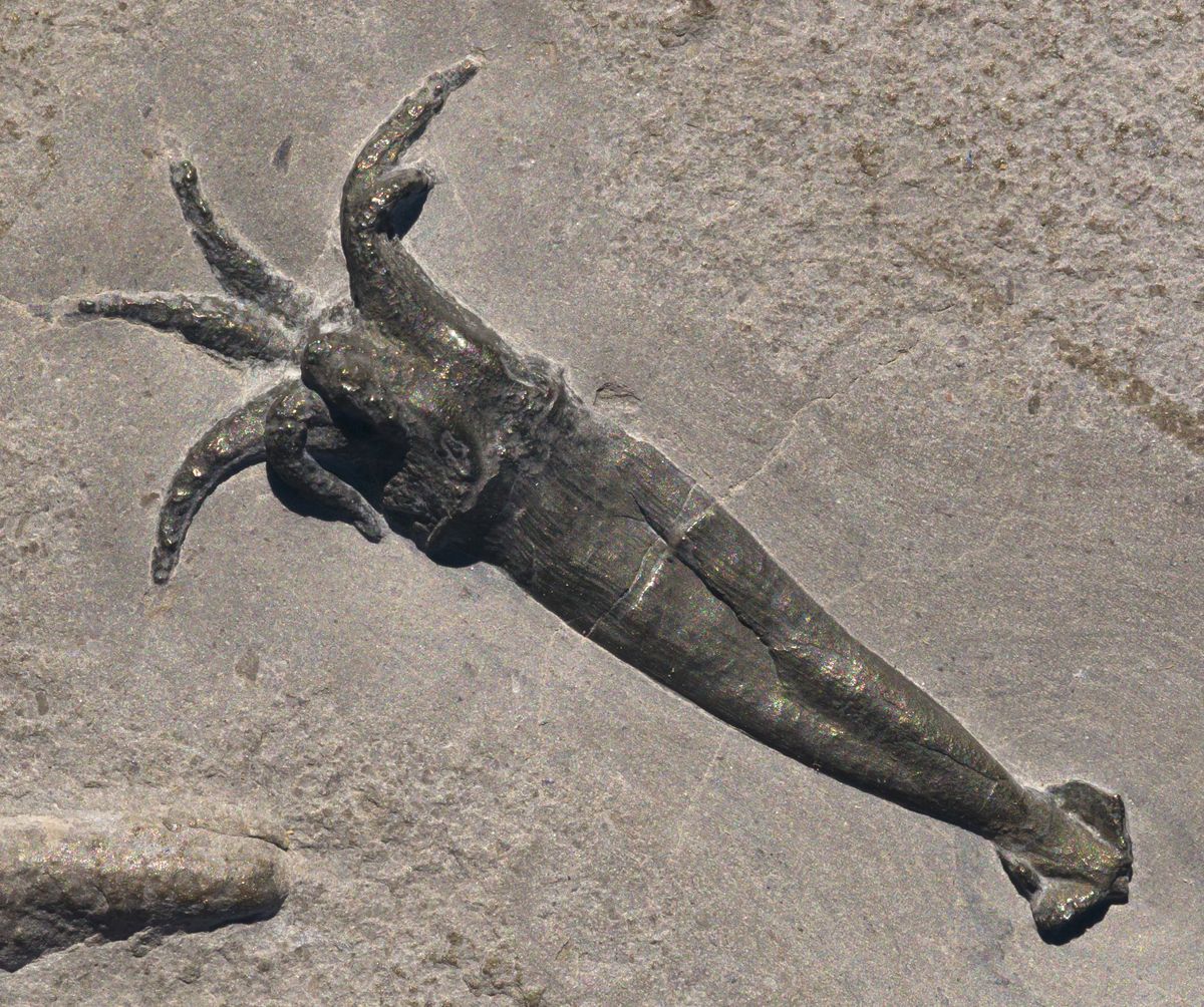 Rhomboteuthis fossil from La Voulte-sur-Rhône