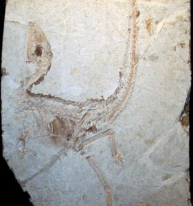 Sinosauropteryx prima - feathered dinosaur from Sihetun Quarry