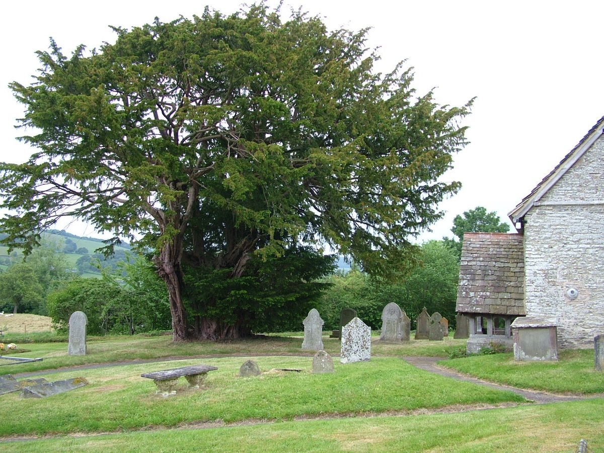 Discoed Yew tree