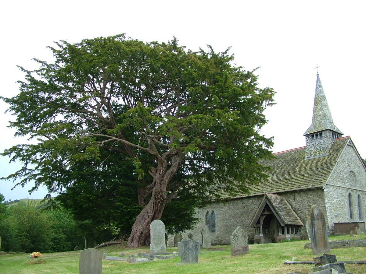Discoed Yew Tree and St Michael’s Church