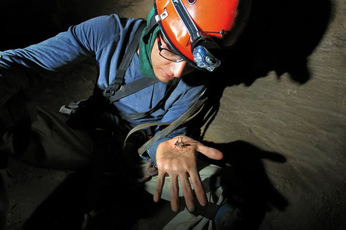 Impressive cave critter in Sistema Huautla