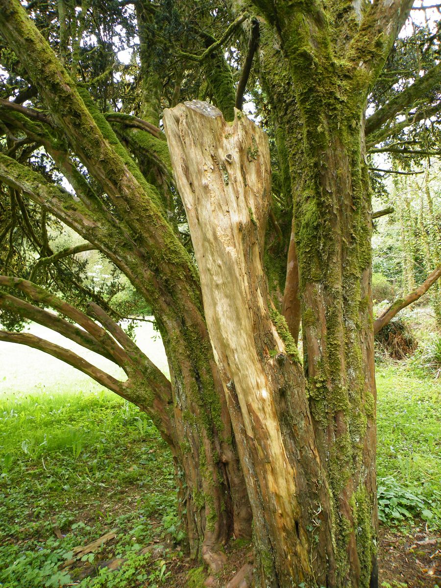 The trunk of Florence Court Yew
