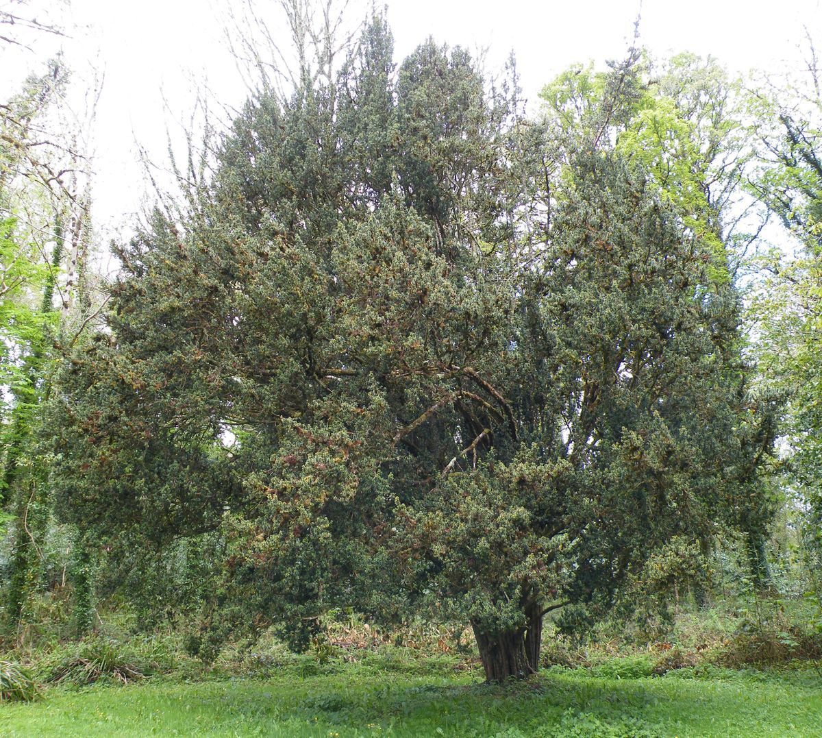Florence Court Yew