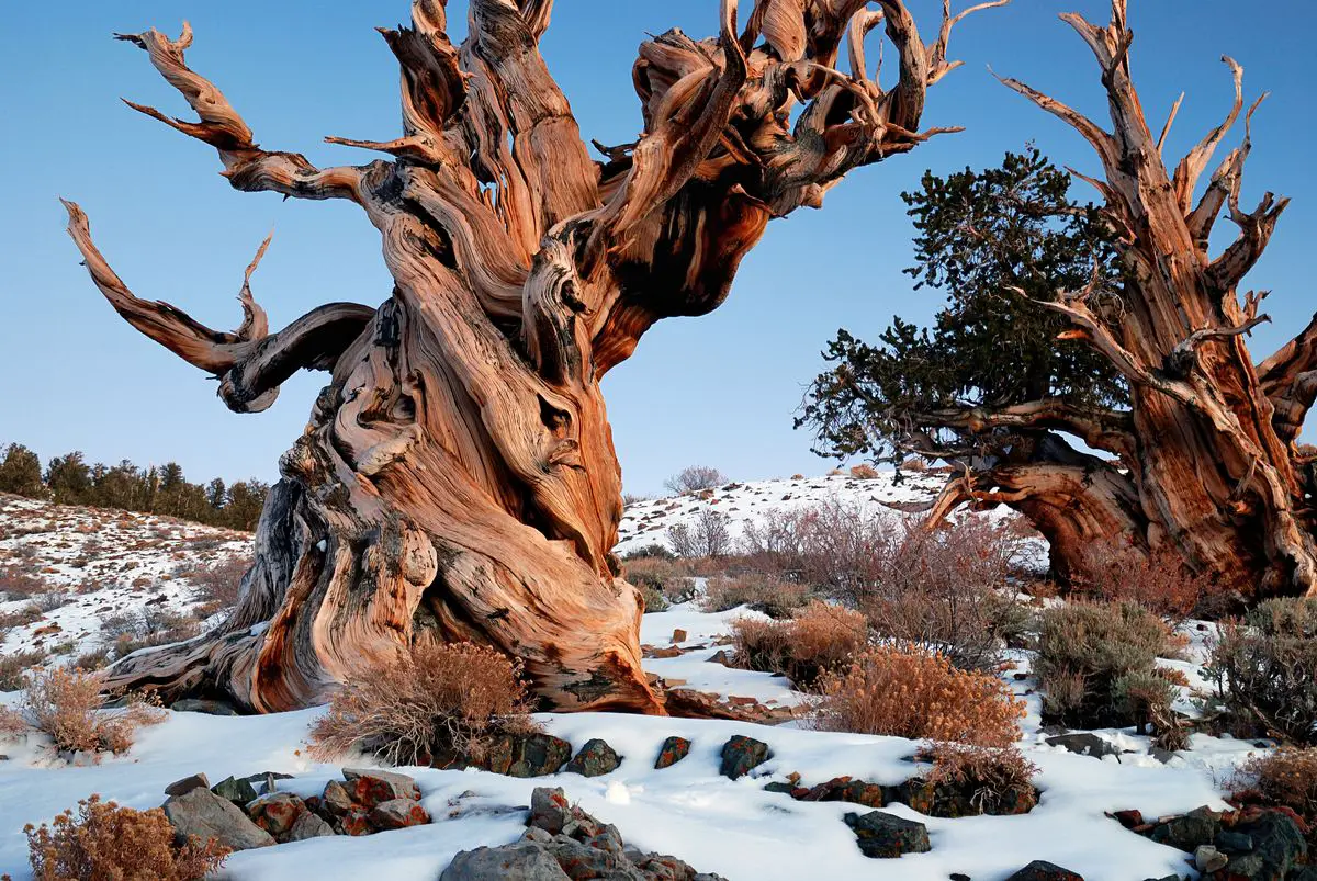 Great Basin bristlecone pines