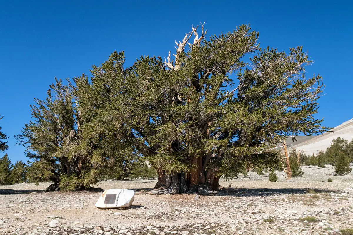 Patriarch - the largest Great Basin bristlecone pine