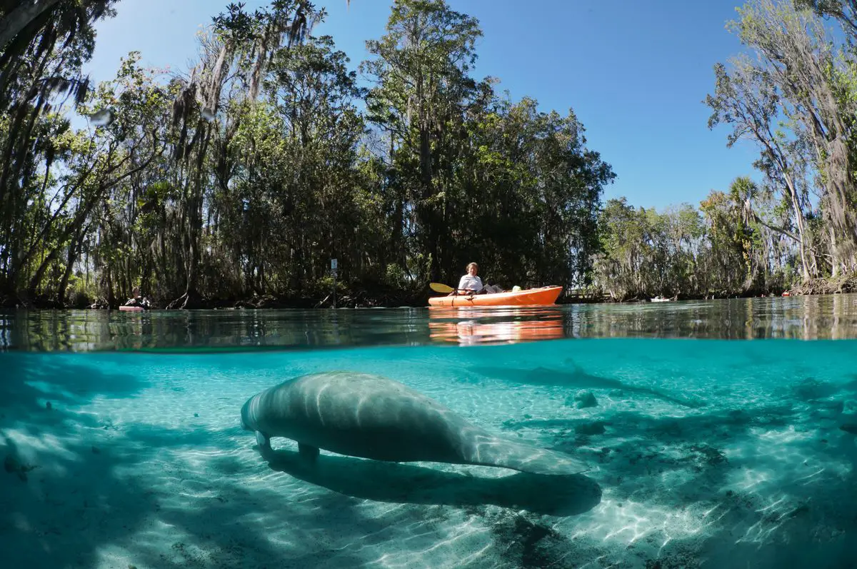 Manatee in Three Sisters Springs