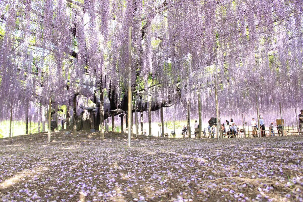 Under wisteria tree in Ashikaga Flower Park
