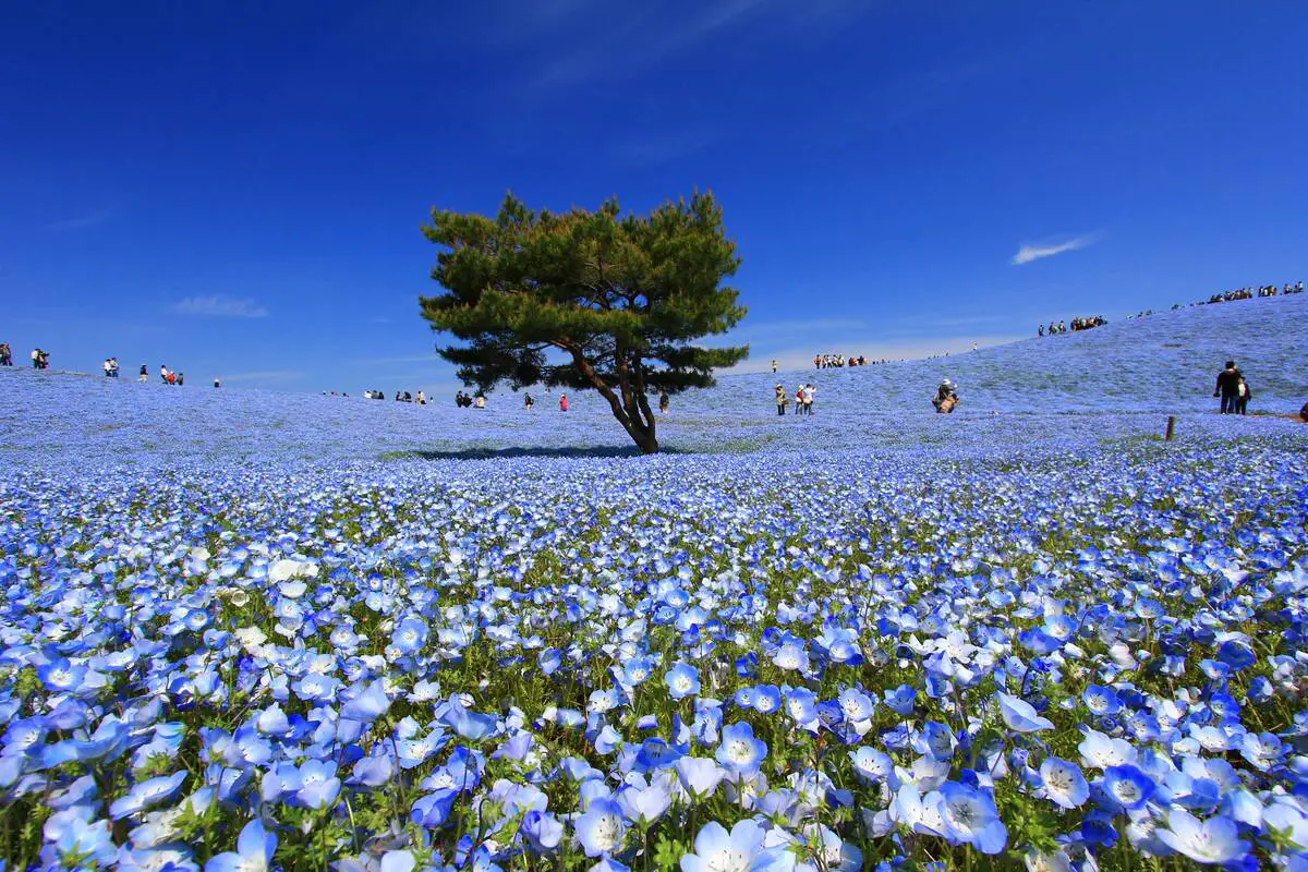 Hitachi Seaside Park, plantings of Nemophila menziesii