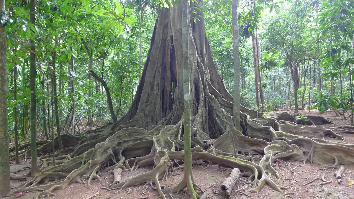 Strangler fig in Christmas Island, red crabs seen