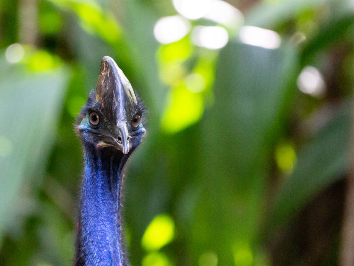 Southern cassowary in Daintree Rainforest